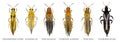 Set of thrips Royalty Free Stock Photo