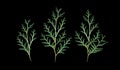 Set of thuja branches isolated on black background.