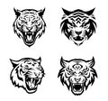 Set of tiger heads with open mouth and bared fangs, with different angry expressions of the muzzle.