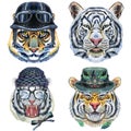 Set of tiger portraits. Wild animal watercolor illustration on white background