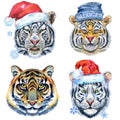 Set of tiger portraits. Wild animal watercolor illustration on white background