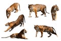 Set of tigers. Isolated over white background Royalty Free Stock Photo