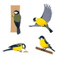Set of tit birds in different poses Royalty Free Stock Photo