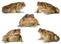 Set of toads isolated Royalty Free Stock Photo