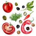 Set of tomato and spices watercolor illustration isolated on white.