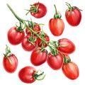 Set Tomatoes. Branch Tomato on an isolated white background. watercolor botanical illustration