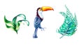 Set of toucan with palm leaves watercolor illustration on white Royalty Free Stock Photo