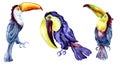 Set of toucans exotic tropical birds watercolor illustration