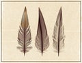 Set of transparent feathers