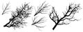 Set of tree branches silhouettes, vector illustration