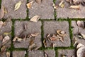 Set of tree leaves fallen in autumn on the street