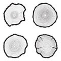 Set Tree rings background. Annual tree