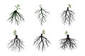 Set of Tree Roots and germinate limbs. Roots of plants. Vector Illustration