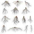 Set of tree roots Royalty Free Stock Photo