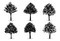 Set of tree silhouettes isolated on white background for landscape design and architectural compositions with backgrounds. Vector Royalty Free Stock Photo