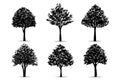 Set of tree silhouettes isolated on white background for landscape design and architectural compositions with backgrounds. Vector Royalty Free Stock Photo