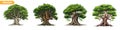 Set of tree vector illustration. Roots of banyan tree vector set. mangrove plant