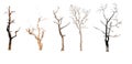 set of trees without leaves isolated on white background. Royalty Free Stock Photo