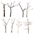 set of trees without leaves isolated on white background. Royalty Free Stock Photo