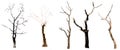 set of trees without leaves isolated on white background. Royalty Free Stock Photo