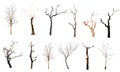 set of trees without leaves isolated on white background.