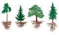 Set of trees with roots. Pine, spruces, oak with rootage. Vector illustration