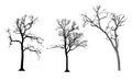 Set of trees silhouettes Royalty Free Stock Photo