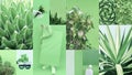 Set of trendy aesthetic photo collages. Minimalistic images of one top color.  Bio Green eco moodboard Royalty Free Stock Photo