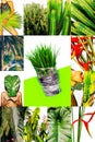 Set of trendy aesthetic photo collages. Minimalistic images of one top color.  Fashion tropical green moodboard Royalty Free Stock Photo