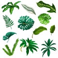 Set of tropic and exotic leaf. Watercolor tree Royalty Free Stock Photo