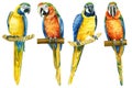 Set tropical birds, macaw isolated white background, parrots watercolor illustration. jungle design Royalty Free Stock Photo