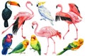 Set of tropical birds parrots, cockatoo, flamingo and toucan on a white background, watercolor illustration Royalty Free Stock Photo