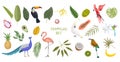 Set of tropical birds, plants and fruits Royalty Free Stock Photo