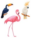 Set of tropical birds. Royalty Free Stock Photo