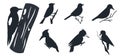 Set of Tropical birds Silhouettes Royalty Free Stock Photo