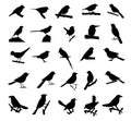 Set of Tropical birds Silhouettes Royalty Free Stock Photo