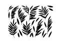 Set of tropical black brush leaves in silhouettes. Royalty Free Stock Photo