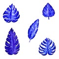 Set of Tropical blue Leaves, drawing with Markers. Isolated Plant blue elements Royalty Free Stock Photo