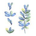 Set of tropical blue leaves