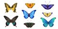 Set of tropical butterflies on white background