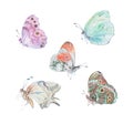 Set of tropical butterflies on white