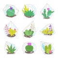 Set of tropical cactus, succulents in the geometric glass florariums