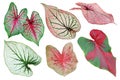 Set of Tropical Caladium Leaves Isolated on White Background with Clipping Path Royalty Free Stock Photo