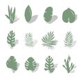 Set of tropical exotic leaves of different types. Green leaves with shadows. Vector illustration isolated on white background Royalty Free Stock Photo