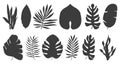 Set of tropical exotic leaves of different types. Vector illustration isolated on white background Royalty Free Stock Photo