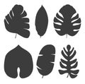 Set of tropical exotic leaves of different types. Vector illustration isolated on white background Royalty Free Stock Photo