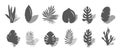 Set of tropical exotic leaves of different types. Vector illustration isolated on white background Royalty Free Stock Photo