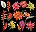 Set of Tropical Flowers Royalty Free Stock Photo