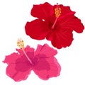 Set of tropical flowers elements. Collection of hibiscus flowers on a white background. Vector illustration bundle.