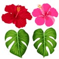 Set of tropical flowers elements. Collection of hibiscus flowers on a white background. Vector illustration bundle.